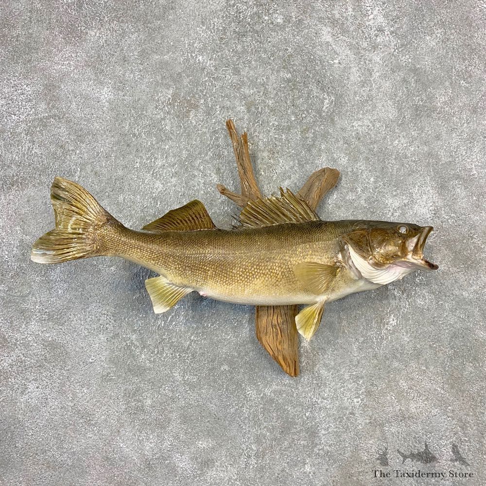 Walleye Taxidermy Fish Mount #21608 For Sale @ The Taxidermy Store