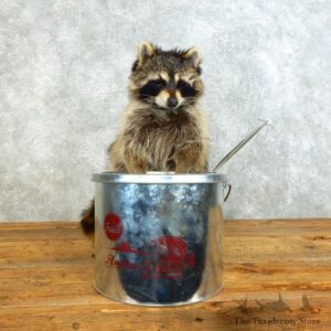 Raccoon Life-Size Mount For Sale #18498 @ The Taxidermy Store