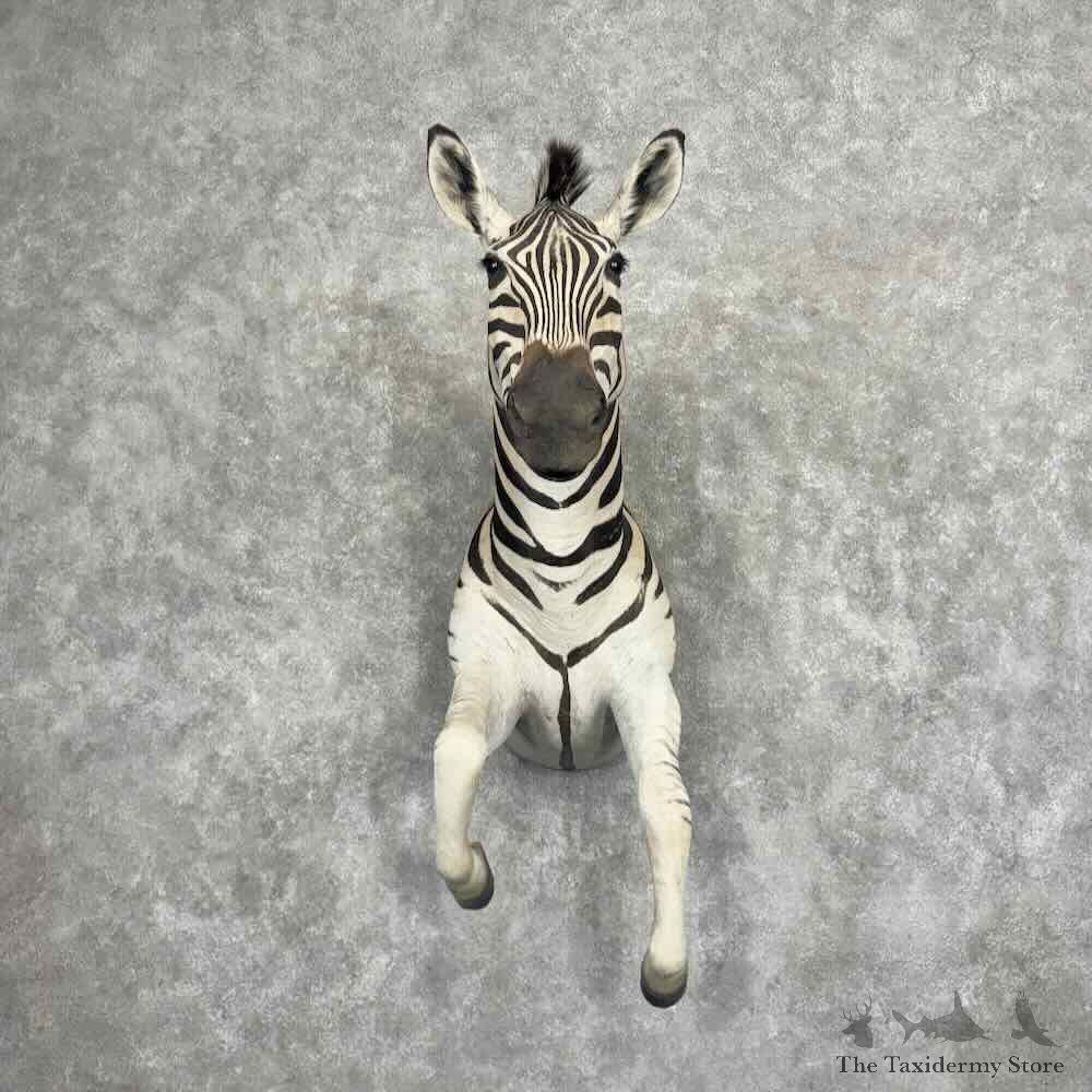 African Zebra Half Life Size Mount For Sale #32201 @ The Taxidermy Store