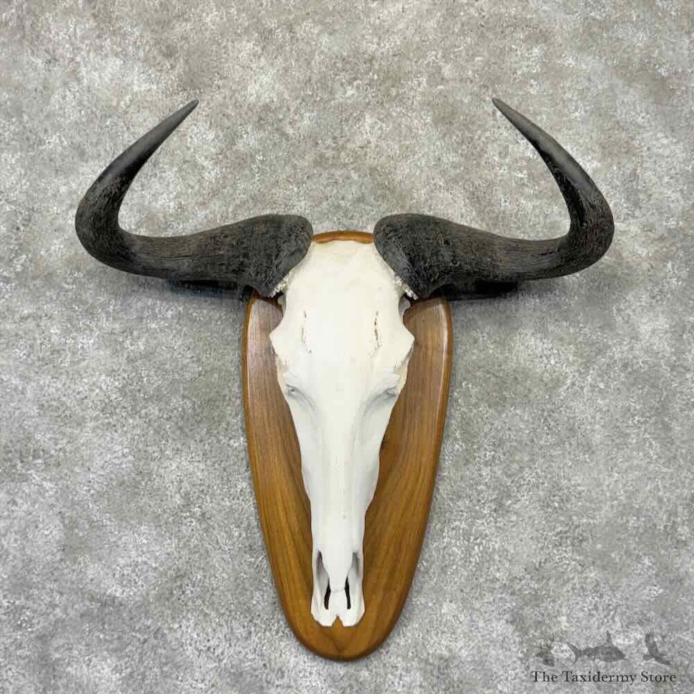 Blue Wildebeest Skull Horns European Mount For Sale #32334 @ The Taxidermy Store