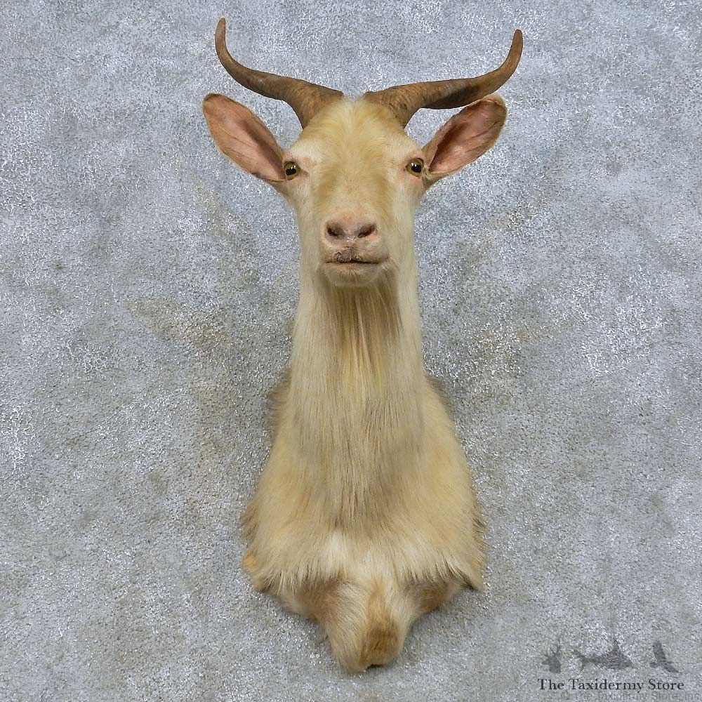 Catalina Goat Shoulder Mount For Sale #14665 @ The Taxidermy Store