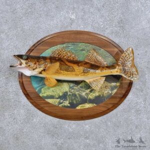 Sauger Fish Mount For Sale #17707 @ The Taxidermy Store