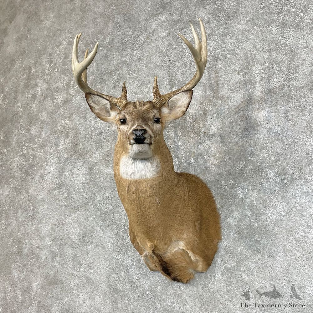 Whitetail Deer Shoulder Mount #25424 For Sale - The Taxidermy Store