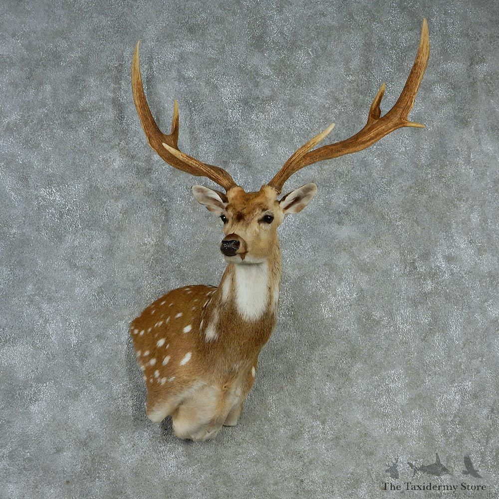 Axis Deer Wall Pedestal Taxidermy Mount M1 #12818 For Sale @ The Taxidermy Store