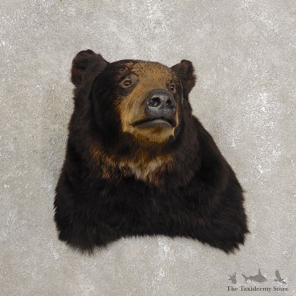 Black Bear Shoulder Taxidermy Mount For Sale #20438 @ The Taxidermy Store