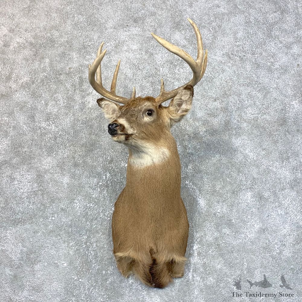 Whitetail Deer Taxidermy Shoulder Mount For Sale #23945 @ The Taxidermy Store
