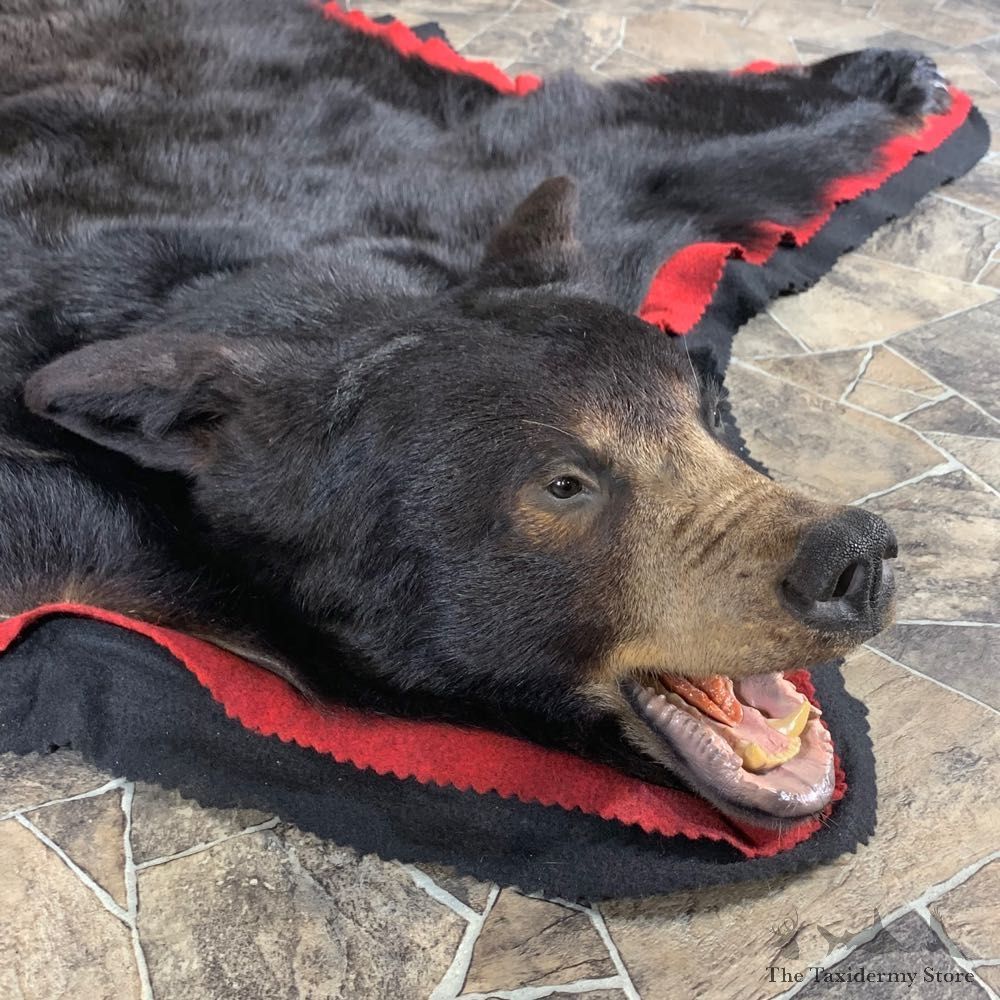 Black Bear Full-Size Rug For Sale #24003 @ The Taxidermy Store