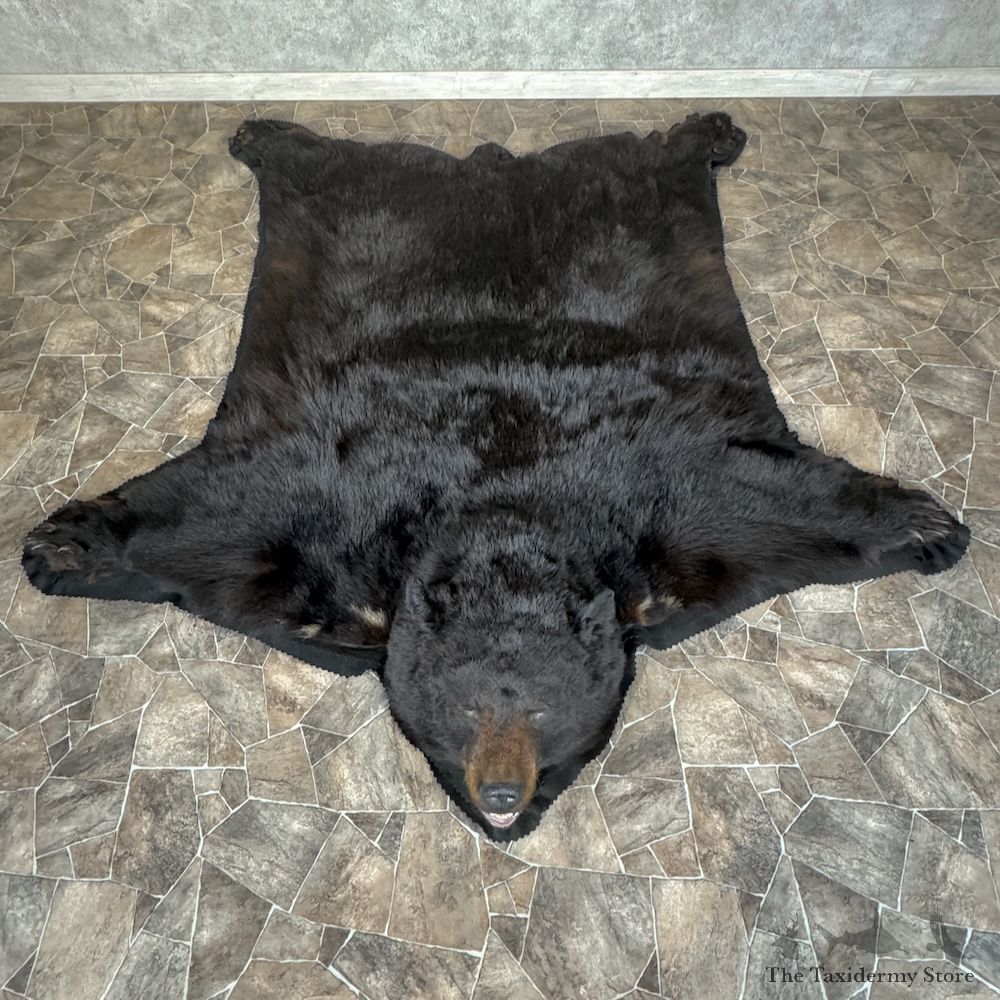 Black Bear Full-Size Rug For Sale #29764 @ The Taxidermy Store