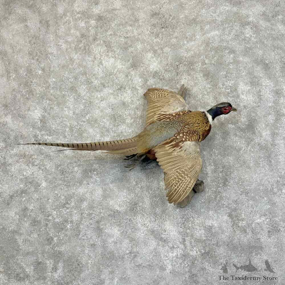 Ringneck Pheasant Bird Mount For Sale #31153 @ The Taxidermy Store