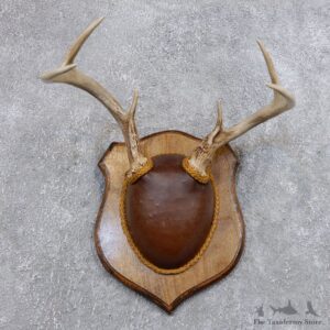 Whitetail Deer Antler Plaque Mount For Sale #18721 @ The Taxidermy Store